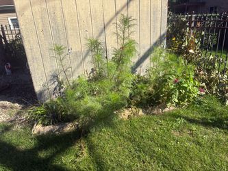 Winter LAWN CLEARING GARDEN