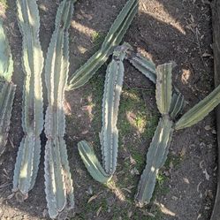 Cactus, big pieces, multiple limbs