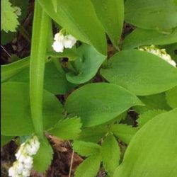 Pretty Lily Of Valley Perennial Plants (Prices are in the description section of this post)