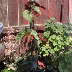 Plant Angel Wings 2 Gallons Pot $ 10.00 Each 