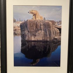 Signed Columbus Zoo Polar Bear Photo