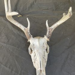 8 point Stag Horns $100.00 CASH. TEXT FOR PRICES 