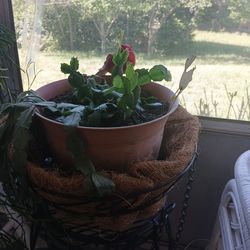 Easter cactus