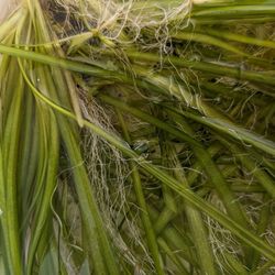 Jungle Vallisneria 