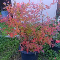 Organic  Blueberry Plant