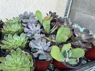 4 inch succulent 3$ each