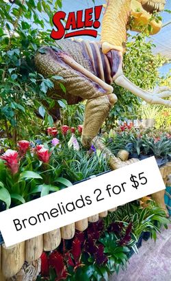 Plants Sale🌿Bromeliads 2 for $5