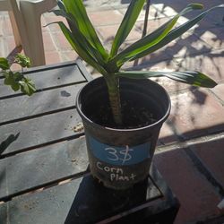 Corn Plant