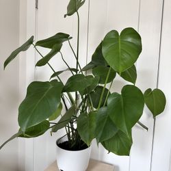 Monstera Deliciosa (Swiss Cheese Plant) 🪴 