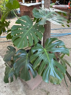 Monstera