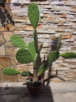 Nopal mexicano