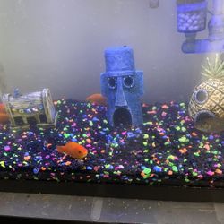 20 gallon Fish Tank With Accessories!