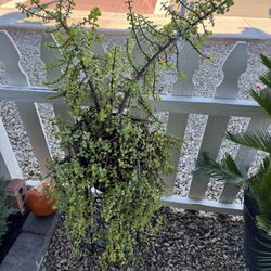 Succulent Plant With Plant Stand