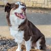 ShepAussie
