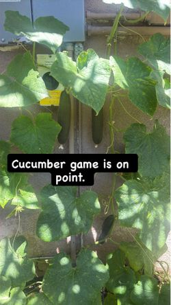 Cucumbers and sun gold and tomatoes!