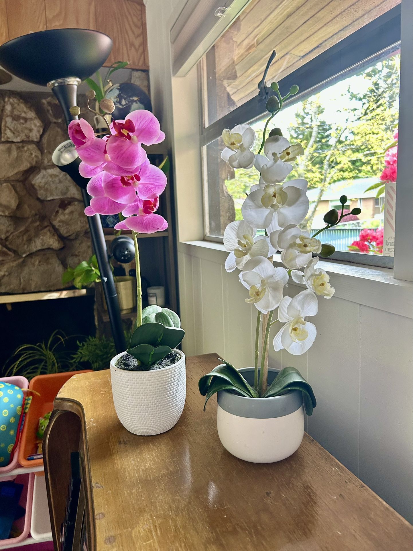 Flux Orchid Plant In The White Pots