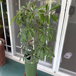 Dwarf Umbrella Tree