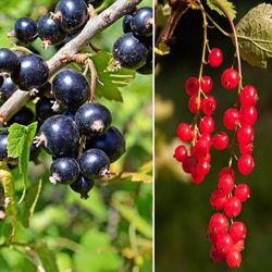 Currant berry plant starts, red black and white