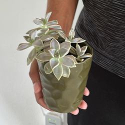Small Real Succulent Plant With A Decorative Pot
