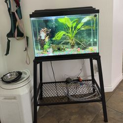 Fish Tank