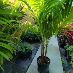 Alexandra Palm 5gallon 