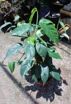 Epipremnum Pinnatum Albo