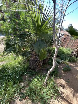 Free Palm Trees