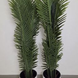PAIR of 62" Faux Areca Palms in 16" White Planters (2 for $100) @ Lasting Creations 
