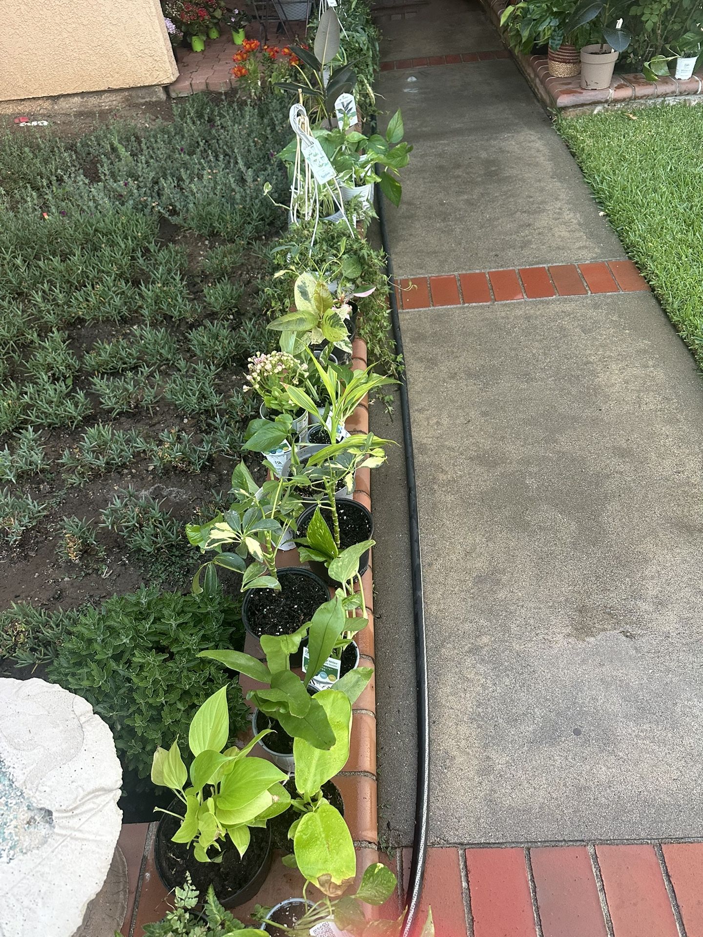 Plants various
