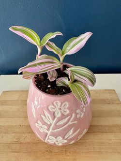 Tradescantia Nanouk in Pink Floral Ceramic Pot