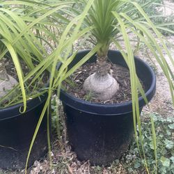 Ponytail palm