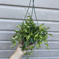 6” hoya lacunosa 