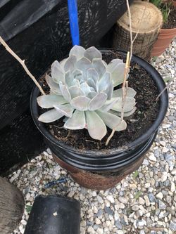 Suculenta