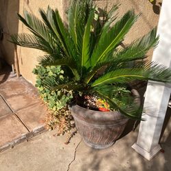 Established Sago Palm And Pot