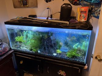 55 Gallon Tank
