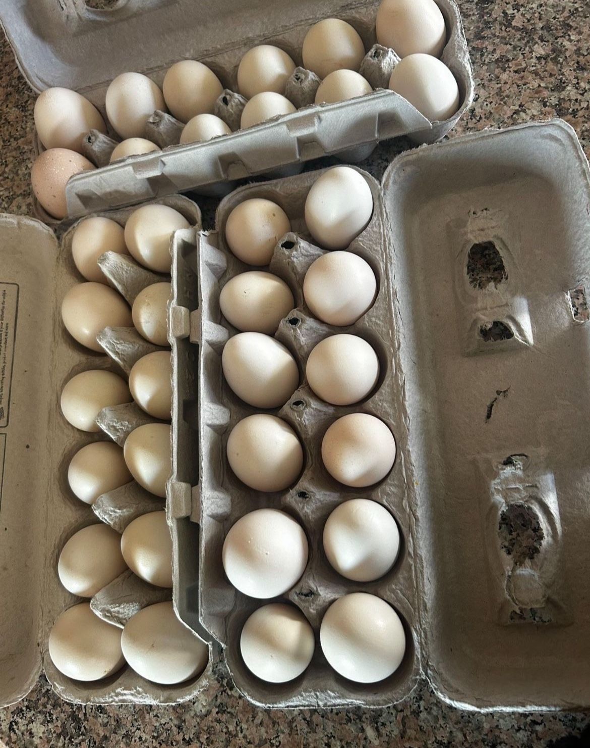 Eggs $7