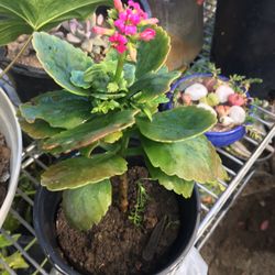 Pink Flowers Plant
