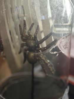Tarantula Halloween decorating with LED