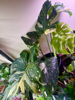 Big Monstera Thai Constellation