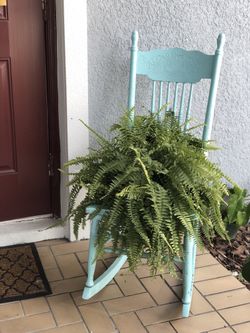 Plant. Helecho. Beautiful Vintage Garden Color Ligh Blue (incluyde Natural Plant)