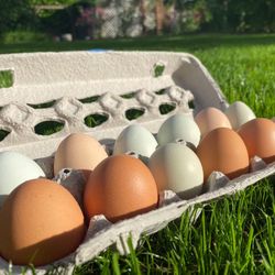Free Range Backyard Eggs