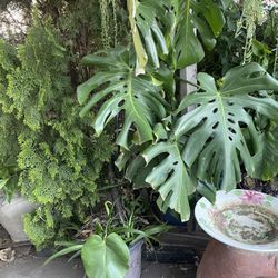 Plant 