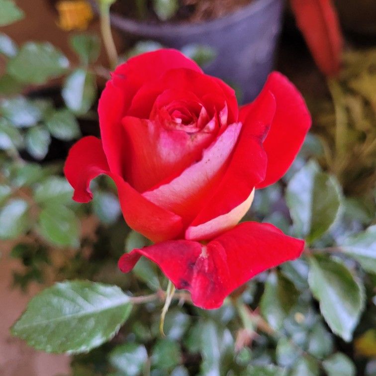 Rosa Flor Grande