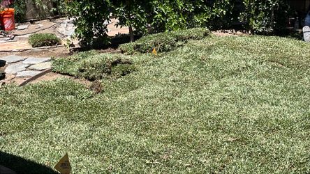 Saint Augustine grass