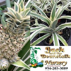 Juicy Variegated Pineapple Plants In 3gal Plantas De Pina Variegated En 3gal