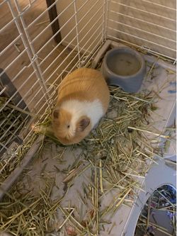 Girl guinea pig