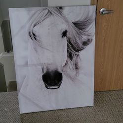 Horse Photo -Classy White Art