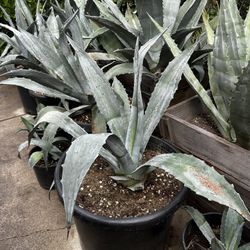 AGAVE PLANTS 