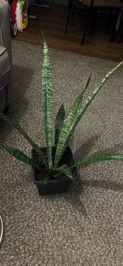 Snake Plant Real 