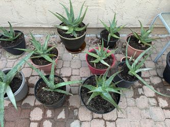 Aloe Vera Plant For Sale
